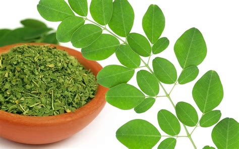 Beneficios De La Moringa La Planta Milenaria Que Ya Se Cultiva En