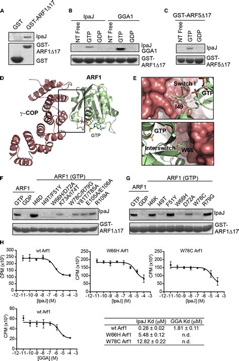 Myristoylome Profiling Reveals A Concerted Mechanism Of Arf Gtpase