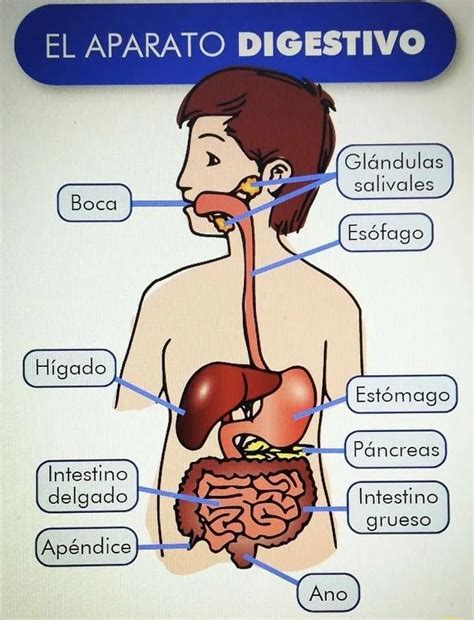 Rompecabezas Del Sistema Digestivo Para Imprimir Imagui