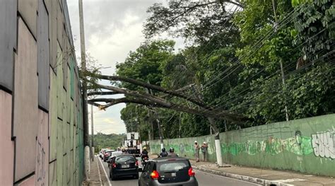 Rvore Tomba Sobre Al A De Viaduto E Complica Tr Nsito Em Manaus