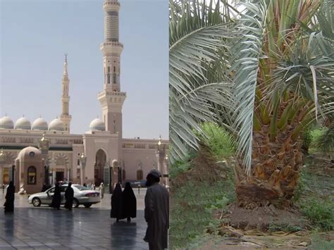 Melihat Kota Suci Tersehat Sekaligus Penghasil Kurma Terbesar Di Dunia