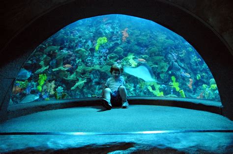 Tourism: Tennessee Aquarium