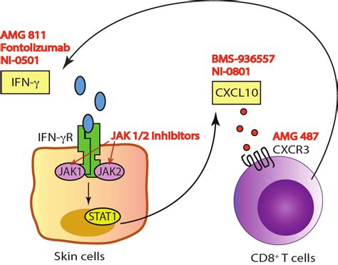 Interferon Gamma Signaling Pathway