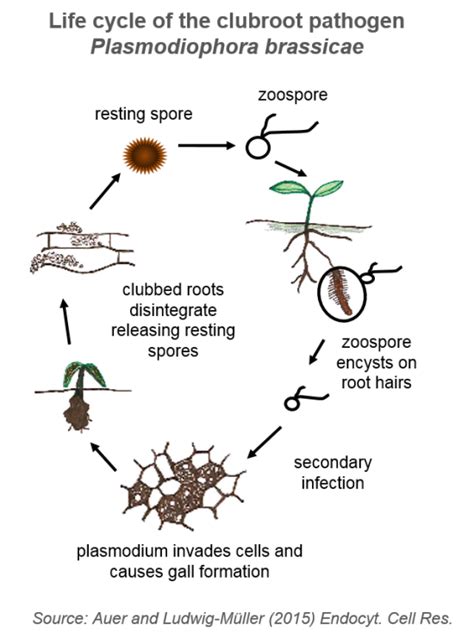 Underrepresented Objects In Plant Biology The Clubroot Pathogen