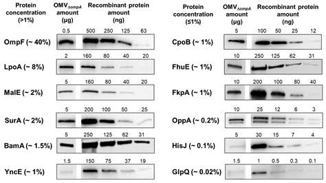 Membranes Free Full Text Immunogenicity Of Escherichia Coli Outer Membrane Vesicles