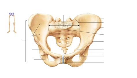 Diagram Of BLG 101 The Hip Bone Quizlet