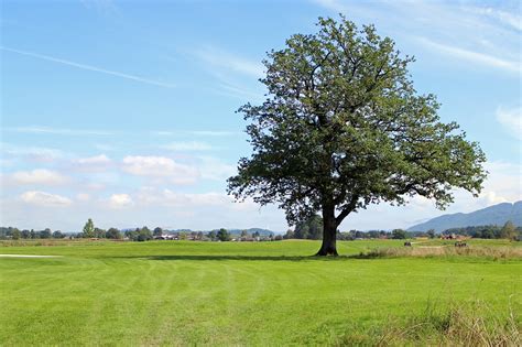 Landschaft Chiemgau Baum Kostenloses Foto Auf Pixabay Pixabay