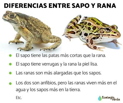 Ranas Y Sapos