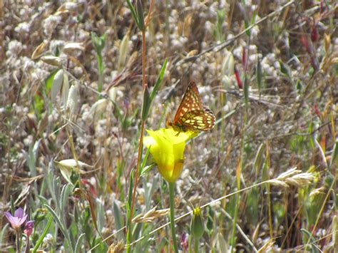 Calochortus luteus - Linda Vista Native Plants