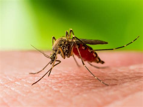 Russia Warns Of Increase In Cases Of West Nile Virus All About It