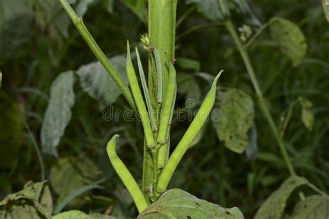 Guvar Beans on Plant in Garden Stock Photo - Image of green, medicine: 257872654