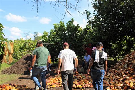 En Tierralta Córdoba el cacao abre paso a la reactivació Flickr