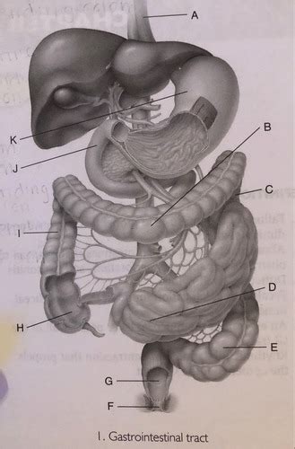 Dms The Gastrointestinal Tract Flashcards Quizlet