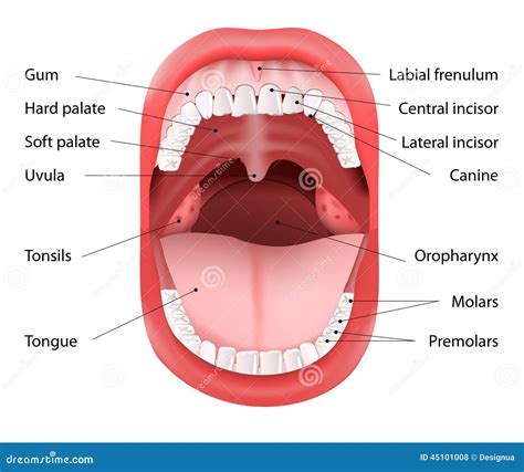 Human Mouth anatomy stock vector. Illustration of care - 45101008