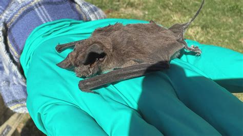 City Takes Action After Battling Bats Story Wwltv