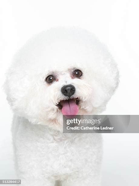 Bichon Frise Fluffy Photos and Premium High Res Pictures - Getty Images