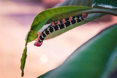 L Volution Des Biologiques De La Chenille Processionnaire Du Pin