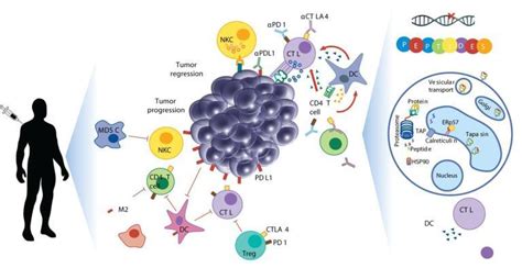 Neoepitopes As Cancer Immunotherapy Targets Lifetein Peptide Blog