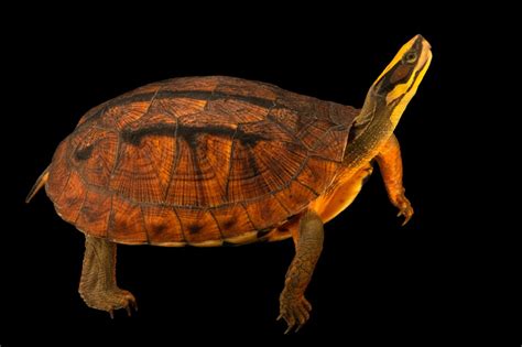 Chinese Three Striped Box Turtle Cuora Trifasciata Trifasciata Joel