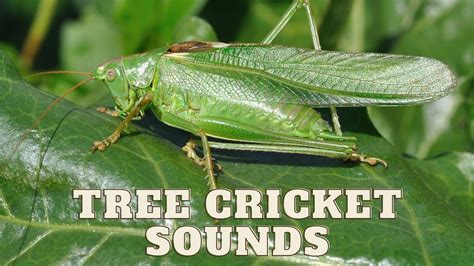 Male Tree Cricket Singing Songs Tree Cricket Sounds Tree Cricket Call Tree Cricket Sounds At