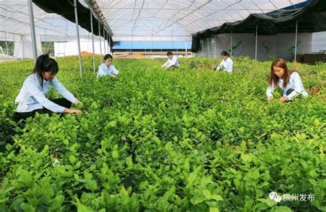 横州市全力培育茉莉花（茶）特色产业，助力构建全国统一大市场产业链横县发展