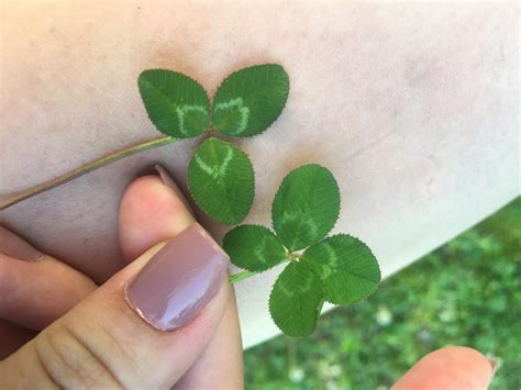 how to find 4 leaf clovers 8