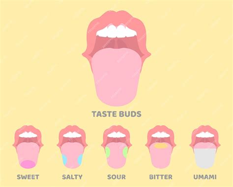 Premium Vector | Oral mouth tongue taste buds internal organs anatomy