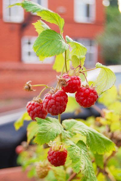 Best Raspberry Plants To Grow