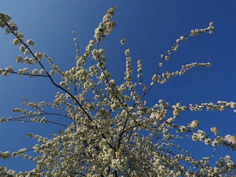 Cherry Blossom White Tree - Free photo on Pixabay - Pixabay