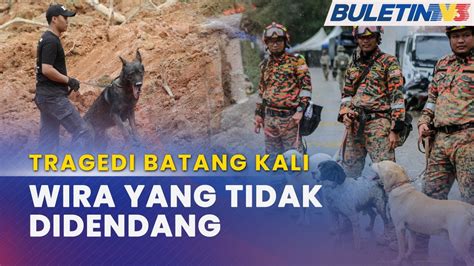 TRAGEDI BATANG KALI Deria Si Pendamping Bantu Lancar Operasi SAR