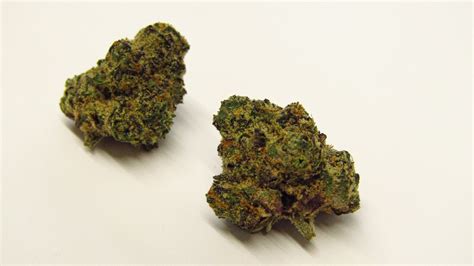 Sprinklez Strain Review Westword