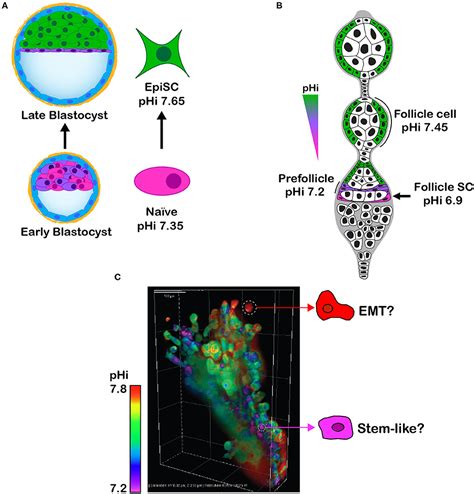 Frontiers Intracellular Ph Regulates Cancer And Stem Cell Behaviors