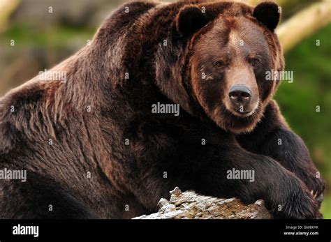 Grizzly bear portrait Stock Photo - Alamy