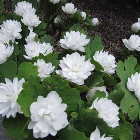 Sanguina Canadensis Multiplex Bloodroot White Gardens Pretty