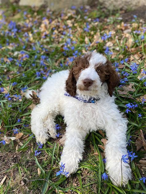 Great Lakes Poodles Moyen Poodle Parti Poodle Poodle