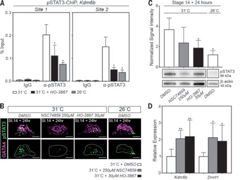 Temperature Dependent Sex Determination Is Mediated By Pstat3 Repression Of Kdm6b Science