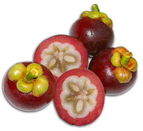 Garcinia Mangostana Extract by Phytotech Extracts Pvt Ltd, Garcinia Mangostana Extract ...