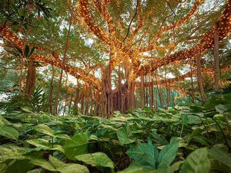 Fairy Trees, Brisbane, Queensland – Australia - Destin Sparks