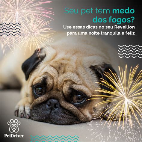 Cachorro Com Medo De Fogos O Que Fazer Petdriver O App De