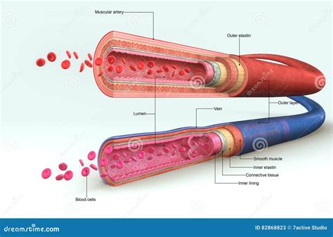 Blood Vessels