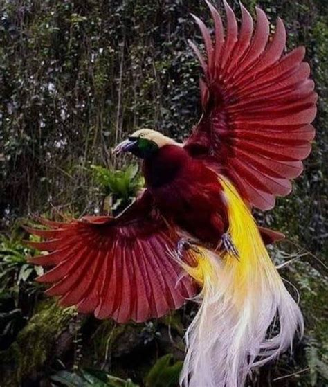 Greater Bird Of Paradise Paradisaea Apoda Beautiful Birds Greater