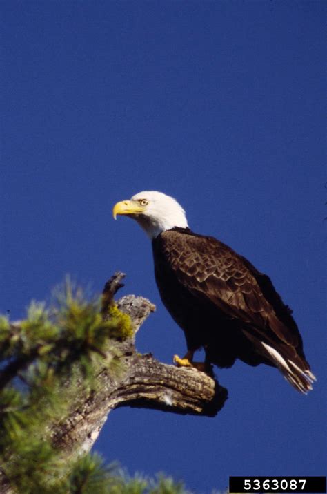 Bald Eagle Haliaeetus Leucocephalus