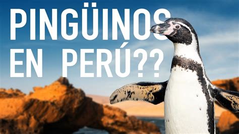 En Esta Isla De Perú Hay Pingüinos Y Lobos Marinos PerÚ 1 Paracas E