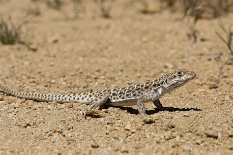 Espacio dedicado a la naturaleza: Lagartija leopardo narigona (Gambelia ...