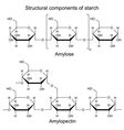 Structural Components Starch Chemical Formulas Vector Image