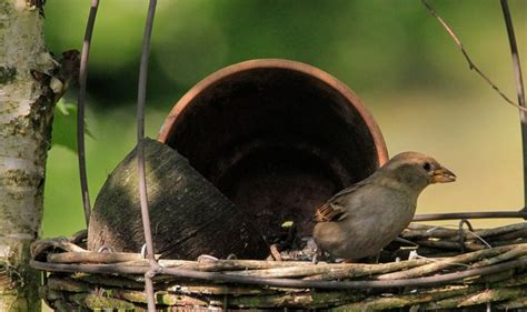 Bird Garden Feeding - Free photo on Pixabay