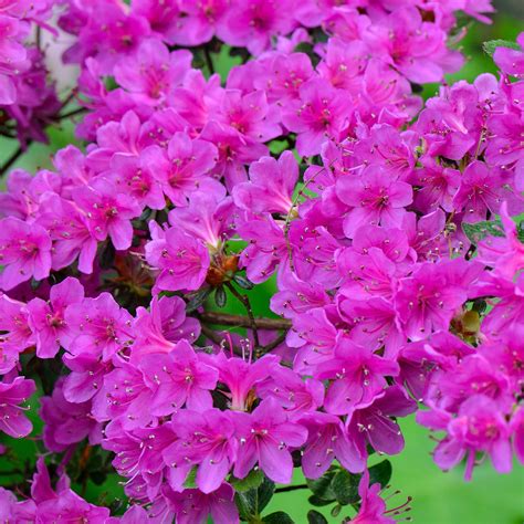 Azalea Plants | Garden Plants | Gardeners Dream