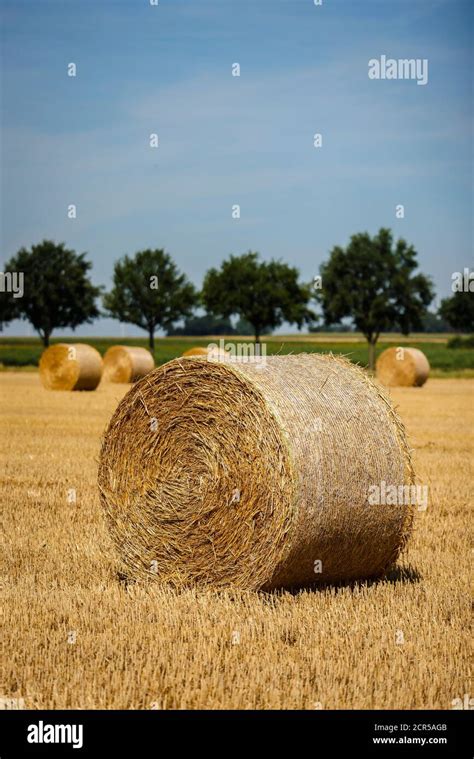 Stubble Field Hi Res Stock Photography And Images Alamy