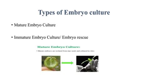 Endosperm And Embryo Culture Ppt