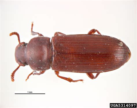 Confused Flour Beetle Tribolium Confusum